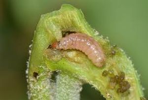 uploads/images/pest/brinjal shoot and fruit borer.jpg